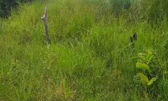 Imagem 5: Vendo Sítio 7aq em Natividade To