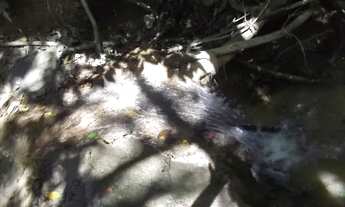 Imagem 2: Linda chácara de 4 mil metros com um chalé(Temos varias opções)