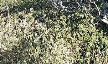 Imagem 7: Terreno no alto de buzios 10×30 com vista ao mar 120.000R