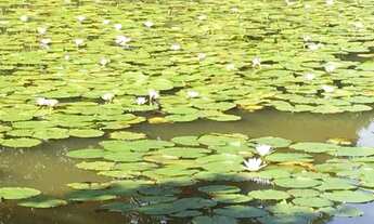 Imagem: Sítio/Chácara /Área 20.000 m2, nascente