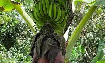 Imagem 5: Vendo sitio pequeno