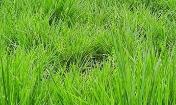 Imagem 3: Chácara em Jaraguari