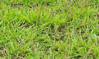 Imagem 5: Chácara em Jaraguari