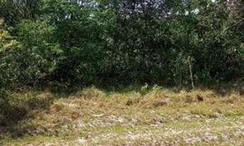 Imagem 6: Vendo este lote 10x29 no KL-32 na estrada de Manacapuru