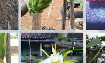 Imagem 2: Vende-se mini chácara