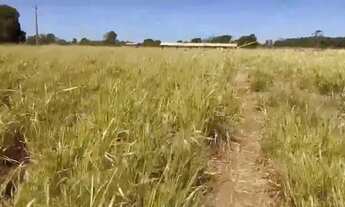 Imagem 3: Fazenda dupla aptidão 540 hac