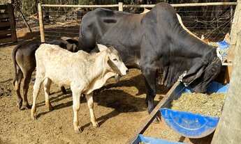 Imagem 4: Chácara bem pertinho, no DF região do parque Águas Correntes