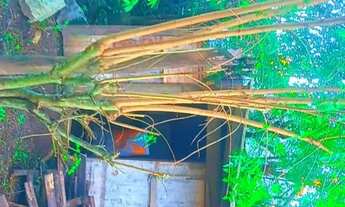 Imagem 4: Mini Sitio Na Colonia Monte Bonito