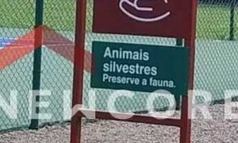 Imagem 6: Lote em condomínio em Rodovia Ers-466 - Pinheiro Grosso - Canela/RS