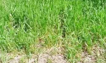 Imagem 6: Terreno Jardim Maracanã Seropédica