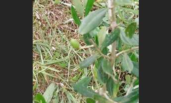 Imagem 4: Vendo 16,3 hectares na região de Pedra Azul - ES