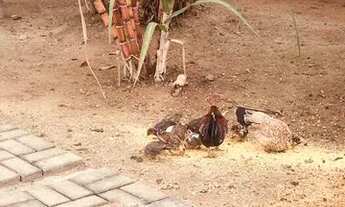 Imagem 4: Rural Chácara de luxo 30 min. De Campos do Jordão