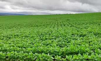 Imagem: Fazenda de 135 alqueires em Alto Paraiso-GO