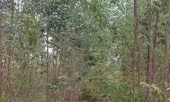 Imagem 3: Fazenda em Aragoiania