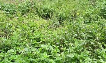 Imagem 5: Terreno em Marataizes