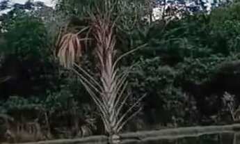 Imagem 4: Lote Ponte Alta Norte