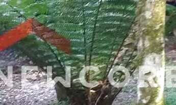 Imagem 4: Casa em Rua Jaguatirica (rua 6) - Alpes - São Francisco de Paula/RS