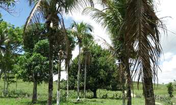 Imagem 7: Fazenda em Maragogi com 44 hectares apenas 540 mil