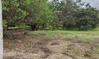 Imagem 4: Sítio com casa grande bem plantado, perto de Fortaleza e da CE 040
