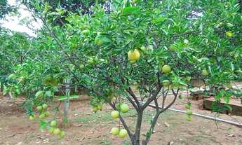 Imagem 5: Sitio 11 Hectares ,Caixa Dagua 50.000 Litros,Irrigação,Poco Proprio,Casa De Lage