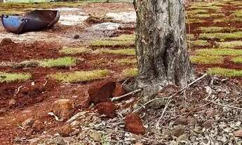 Imagem 5: Vendo lote no alagado em Três Barras do Paraná