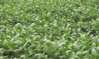 Imagem 2: Fazenda de 39.000hec em Confresa MT. Com 10 mil hec abertos 700 milhões