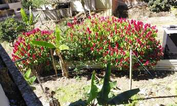 Imagem 7: Pequena chácara em Guarapari