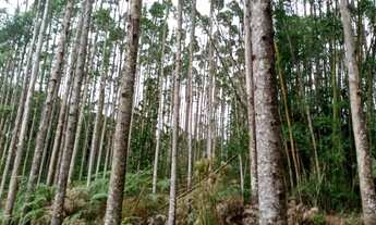 Imagem 4: Lindo terreno em eucaliptal