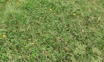 Imagem: 1.1 hectares pasto e capineira casarão