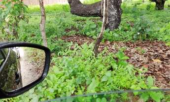 Imagem 6: Sítio com casa grande bem plantado, perto de Fortaleza e da CE 040