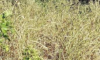 Imagem 5: Terreno no alto de buzios 10×30 com vista ao mar 120.000R