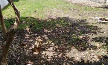 Imagem 5: Aluga-se casa em Cachoeirinha