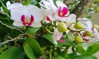 Imagem 5: Casa no Km13 em Travessão