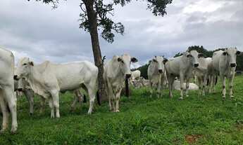 Imagem: Fazenda à venda 240 alqueires em Marzagão-Go
