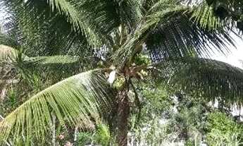 Imagem 5: Sitio Carro de Boi