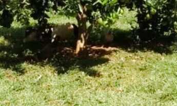 Imagem 2: Vendo chácara Chácara com venda por R$900