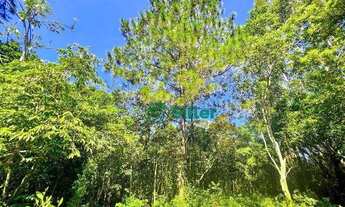 Imagem 6: Sítio de 3 hectares em Morungava