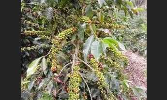 Imagem 2: Vendo Terreno Em Brejetuba