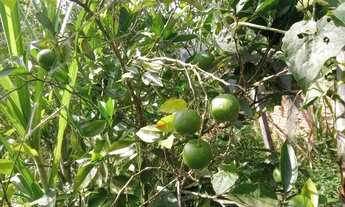 Imagem 4: Terreno com escritura em Mogi das cruzes