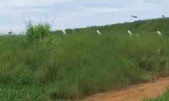 Imagem 4: Atlântica Imóveis tem excelente área à venda, 3000 m² - Imboassica - Macaé/RJ