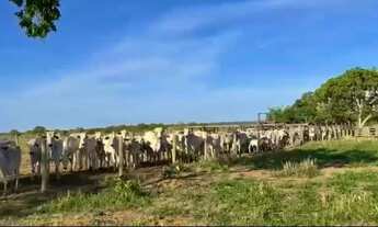 Imagem 6: Maniratuba, Goiás - Fazenda com rio, gado e moradias