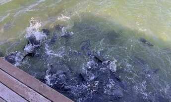 Imagem 6: Fazenda, Zona Rural, do estado Goiás - R$ 110 mi, Cod: 68926