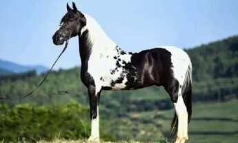 Imagem: 52 hectares, Haras de Luxo PR 29 Cocheiras