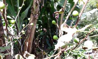 Imagem 6: Sítio 30.000 m2 em Cambui-MG