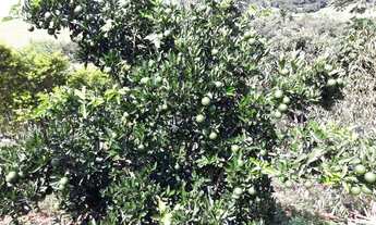 Imagem 4: Sítio 30.000 m2 em Cambui-MG