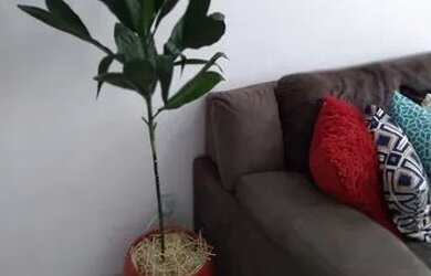 Imagem 3: Divido Apé mobiliado / Rapaz