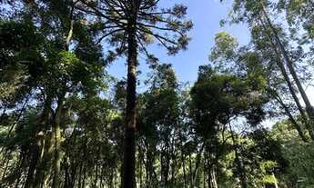 Imagem 4: Área de terras com 30.055,34 metros quadrados no Pinhal Alto Nova Petrópolis RS. Ref.:1126