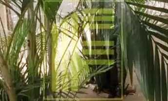 Imagem 3: Casa para alugar na Vila Elmaz com 3 quartos e 3 vagas de garagem