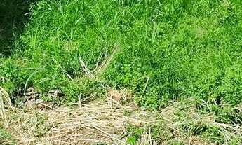 Imagem 4: Terreno Terreno / lote com venda por R$30.500