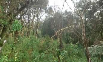 Imagem 3: TERRENO EM GRAMADO NO BAIRRO VIVENDAS DO ARVOREDO